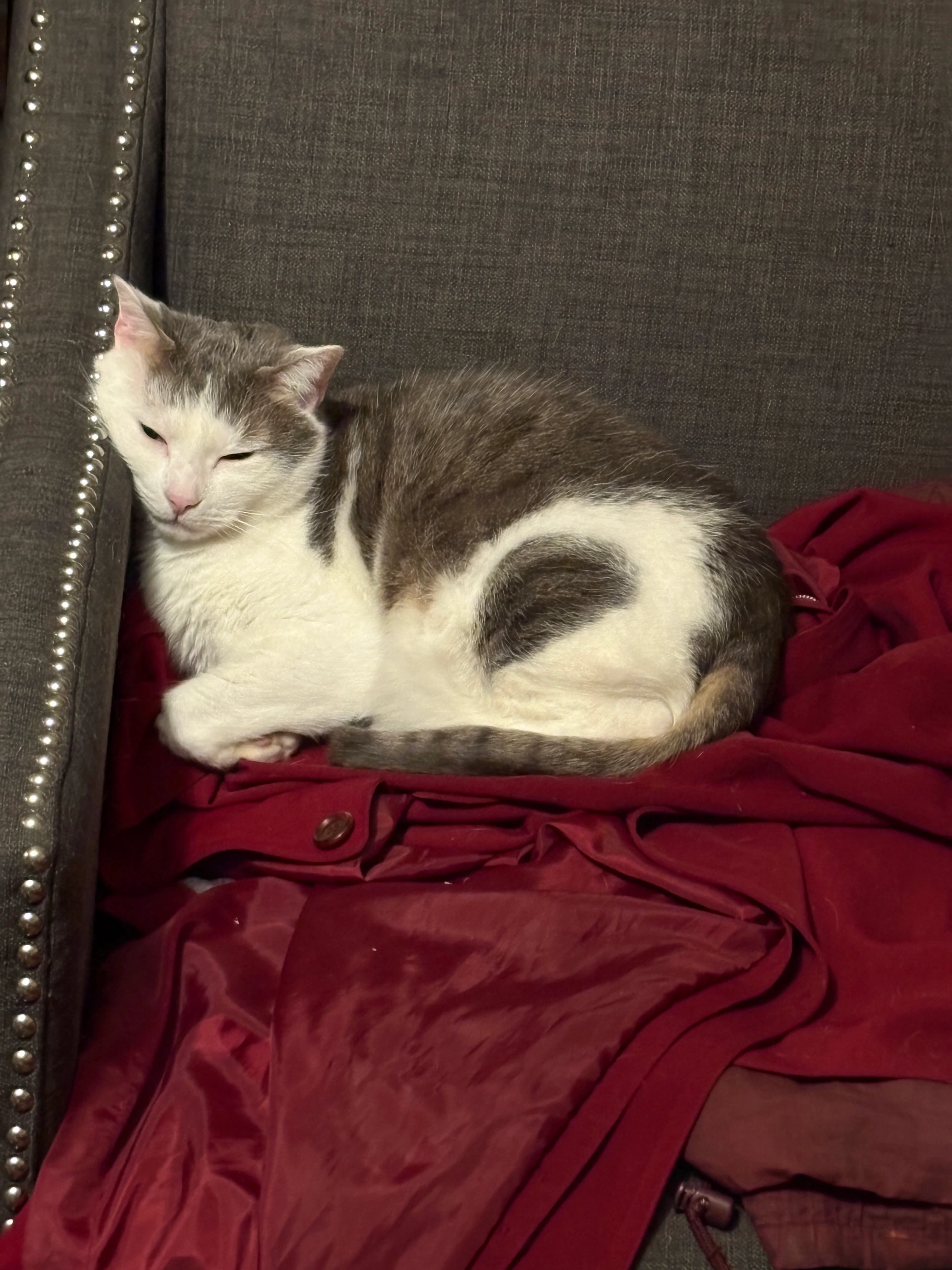Sleepy black and white cat on a chair.